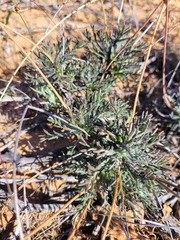 Euryops mirus