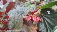 Begonia coccinea