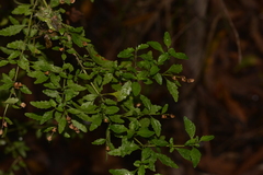 Prostanthera lanceolata