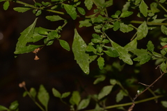 Prostanthera lanceolata