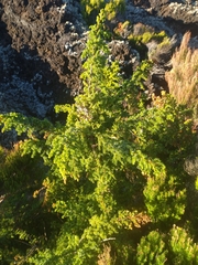 Juniperus brevifolia