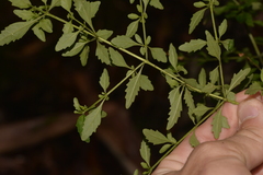 Prostanthera lanceolata