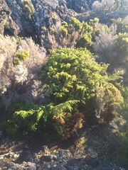 Juniperus brevifolia