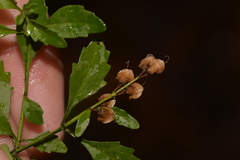 Prostanthera lanceolata