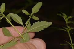 Prostanthera lanceolata