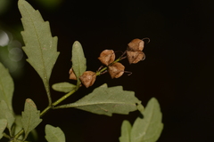 Prostanthera lanceolata