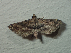Sufetula