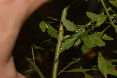 Prostanthera lanceolata