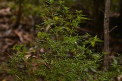 Prostanthera lanceolata