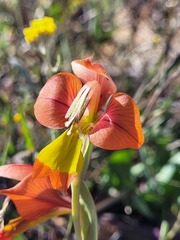 Gladiolus speciosus