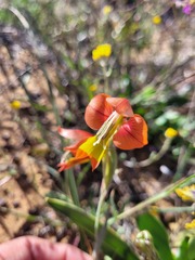 Gladiolus speciosus