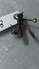 Mischocyttarus pallidipectus