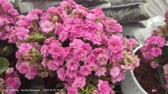 Streptocarpus ionanthus