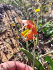 Gladiolus speciosus