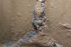 Formicoidea