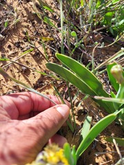 Gladiolus speciosus