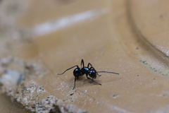 Formicoidea