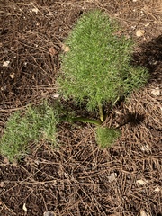 Ferula