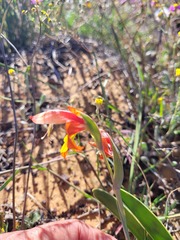 Gladiolus speciosus