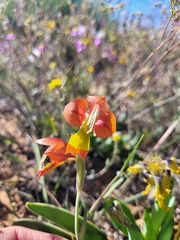 Gladiolus speciosus