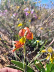 Gladiolus speciosus