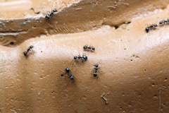 Formicoidea