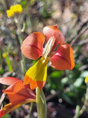 Gladiolus speciosus