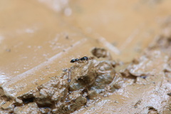 Myrmarachnini