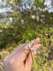 Grevillea linearifolia