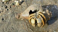 Clibanarius infraspinatus