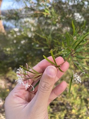 Grevillea linearifolia