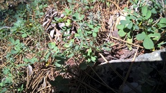 Hippocrepis emerus emeroides