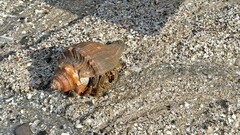 Clibanarius infraspinatus