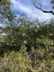 Grevillea linearifolia