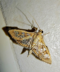 Sameodes