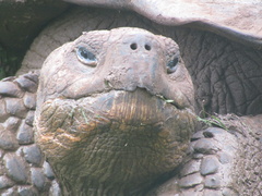 Chelonoidis niger