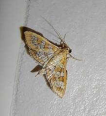 Sameodes