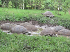 Chelonoidis niger