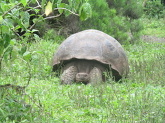 Chelonoidis niger