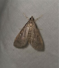 Piletocera macroperalis