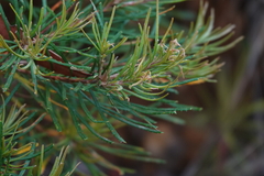 Banksia spinulosa