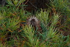 Banksia spinulosa