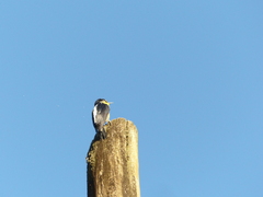 Melanerpes flavifrons