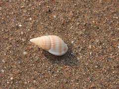 Nassarius variciferus