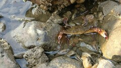 Charybdis hellerii