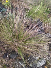 Festuca petraea