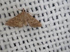 Nacoleia rhoeoalis