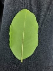 Ceratonia siliqua