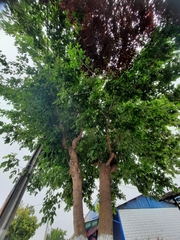 Acer negundo