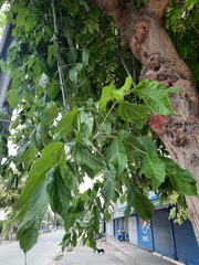 Acer negundo